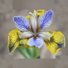Attēlu rezultāti vaicājumam “Iris sibirica flower”
