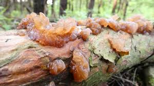 Attēlu rezultāti vaicājumam “Exidia saccharina”