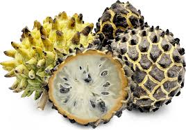 Attēlu rezultāti vaicājumam “Cinna latifolia fruit”