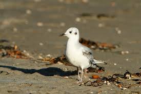 Image result for Chroicocephalus philadelphia