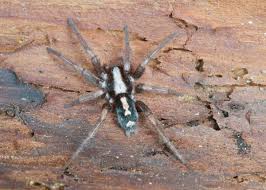 Attēlu rezultāti vaicājumam “Gnaphosidae”