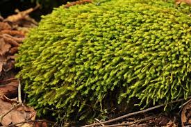 Attēlu rezultāti vaicājumam “Anomodon viticulosus”