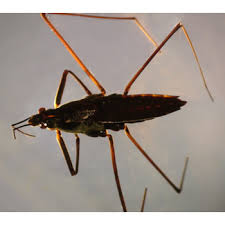 Attēlu rezultāti vaicājumam “Gerridae”