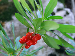Attēlu rezultāti vaicājumam “Daphne mezereum fruit”