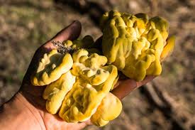 Attēlu rezultāti vaicājumam “Laetiporus sulphureus”