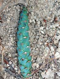 Attēlu rezultāti vaicājumam “Pinus strobus fruit”