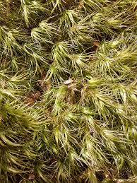 Attēlu rezultāti vaicājumam “Dicranum scoparium”