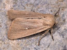 Attēlu rezultāti vaicājumam “Mythimna flammea”