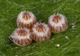 Attēlu rezultāti vaicājumam “Eucarta virgo”