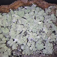 Attēlu rezultāti vaicājumam “Parmeliopsis ambigua”