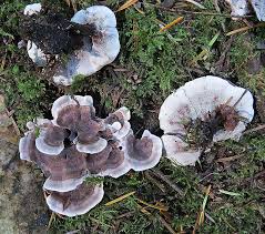 Attēlu rezultāti vaicājumam “Phellodon tomentosus”