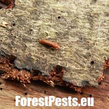 Attēlu rezultāti vaicājumam “Hylecoetus dermestoides”