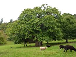 Image result for Dendroica castanea