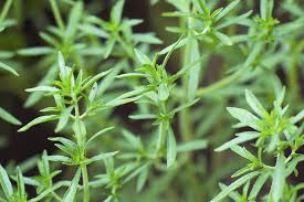 Image result for Bohnenkraut