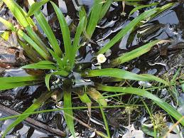 Attēlu rezultāti vaicājumam “Stratiotes aloides”