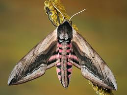 Attēlu rezultāti vaicājumam “Sphinx ligustri”