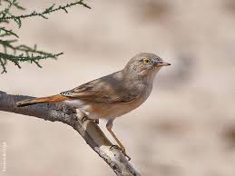 Image result for Sylvia nana