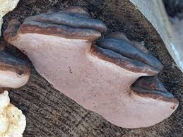 Attēlu rezultāti vaicājumam “Fomitopsis rosea”