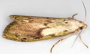 Attēlu rezultāti vaicājumam “Aphomia sociella female”