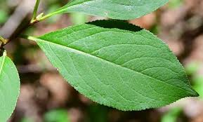 Attēlu rezultāti vaicājumam “Aronia melanocarpa leaf”