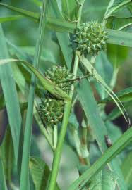 Attēlu rezultāti vaicājumam “Sparganiaceae”