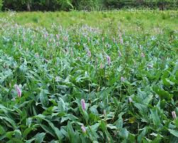 Attēlu rezultāti vaicājumam “Bistorta major leaf”
