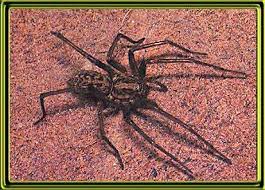 Attēlu rezultāti vaicājumam “Tegenaria sp.”