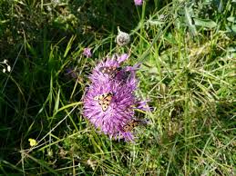 Attēlu rezultāti vaicājumam “Cirsium acaule flower”