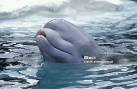 Image result for Delphinapterus leucas