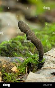 Attēlu rezultāti vaicājumam “Xylaria longipes”