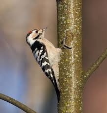 Attēlu rezultāti vaicājumam “Dendrocopos minor female”