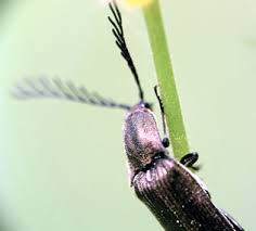 Attēlu rezultāti vaicājumam “Ctenicera pectinicornis male”