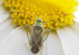Attēlu rezultāti vaicājumam “Capsodes gothicus”