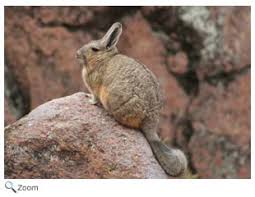 Image result for viscacha
