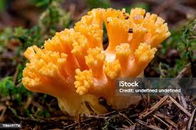 Attēlu rezultāti vaicājumam “Ramaria formosa”