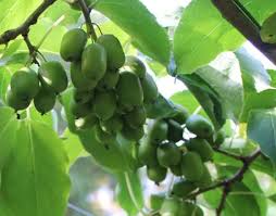 Attēlu rezultāti vaicājumam “Actinidia kolomikta fruit”