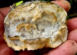 Attēlu rezultāti vaicājumam “Postia tephroleucus”