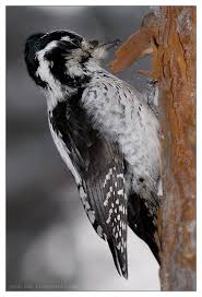 Attēlu rezultāti vaicājumam “Picoides tridactylus”