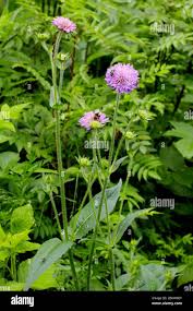 Image result for Knautia dipsacifolia