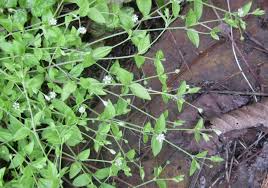 Attēlu rezultāti vaicājumam “Moehringia trinervia bud”