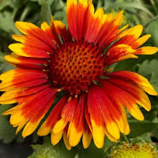Image result for Gaillardia `Kobold`