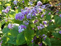 Attēlu rezultāti vaicājumam “Lunaria rediviva leaf”