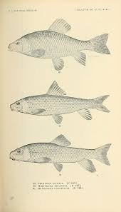 Image result for Minytrema melanops