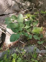 Attēlu rezultāti vaicājumam “Laserpitium latifolium leaf”