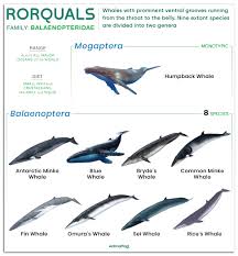Image result for Balaenoptera bonaerensis