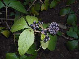 Attēlu rezultāti vaicājumam “Eleutherococcus sessiliflorus”