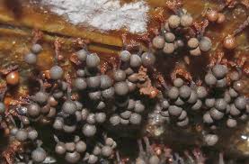 Attēlu rezultāti vaicājumam “Cribraria macrocarpa”