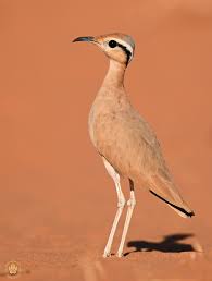 Image result for Cursorius cursor