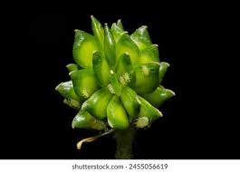 Attēlu rezultāti vaicājumam “Ranunculus acris fruit”