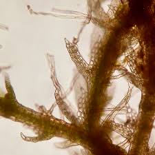 Attēlu rezultāti vaicājumam “Cephaloziella elachista”